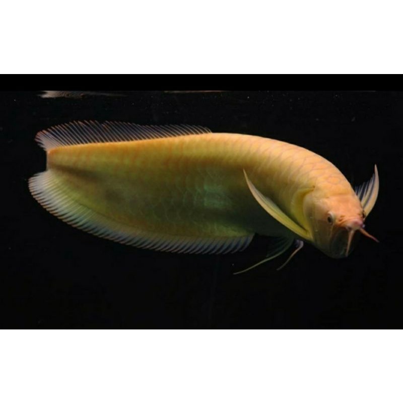 Ikan arwana silver albino