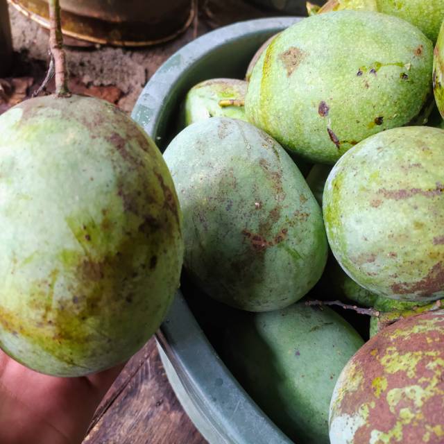 

Bibit mangga super