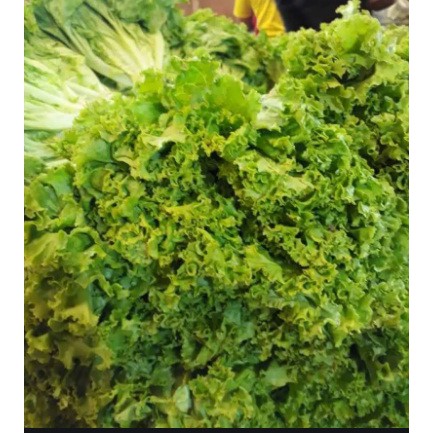 

Selada atau daun sla (Lactuca sativa)