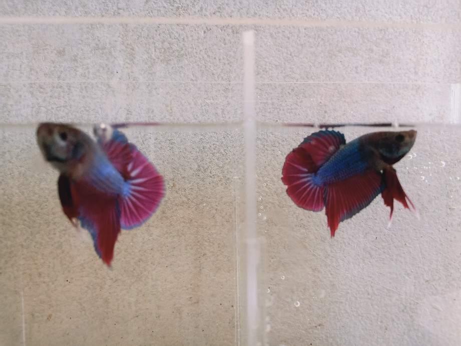 Lampu Led 3 Mata 12v