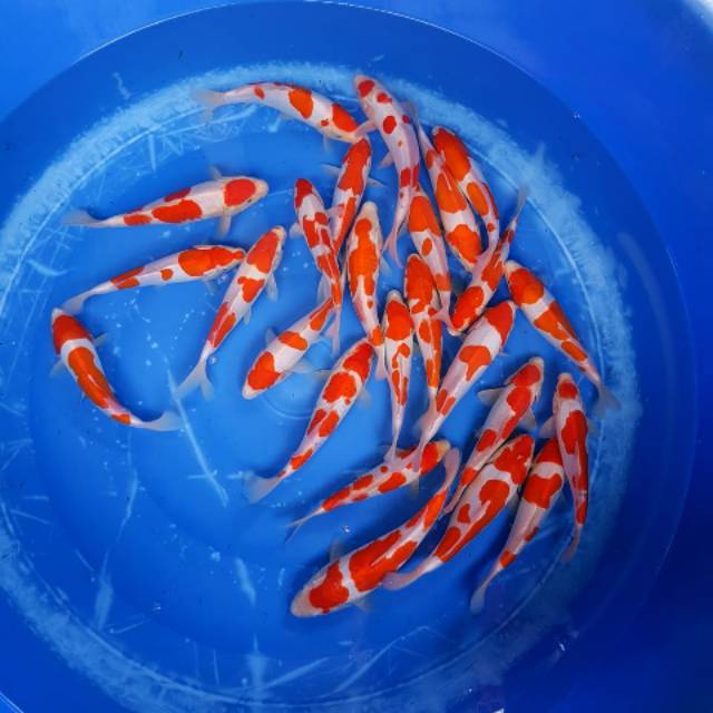 Ikan Koi Kohaku Blitar 40cm Up (Pilih Acak)