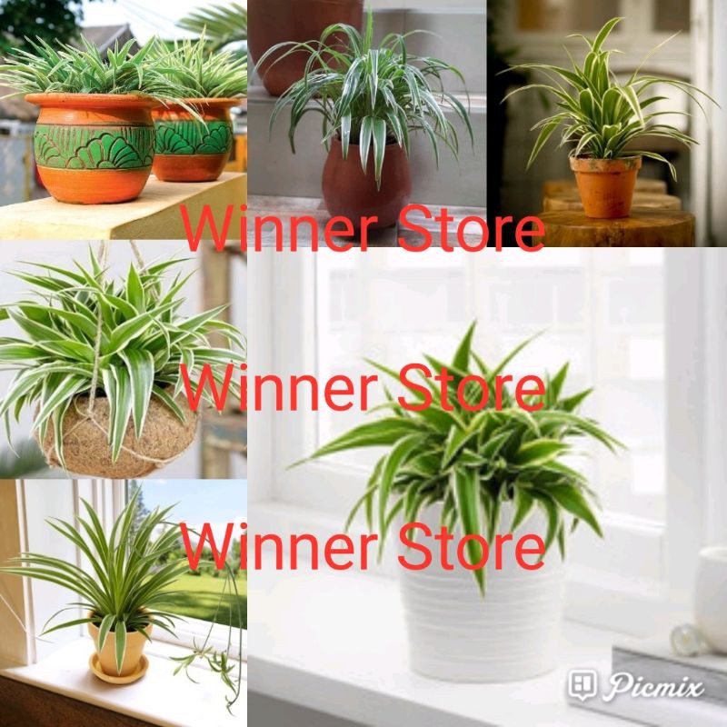 Tanaman Bunga Lili Paris