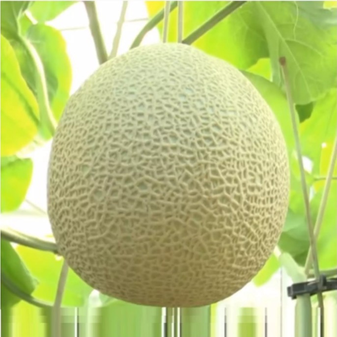 Bisa bayar di tempat - MELON HIJAU MANIS - 10 Pcs - Biji / Benih / bibit BUAH MELON HIJAU / MELON MA