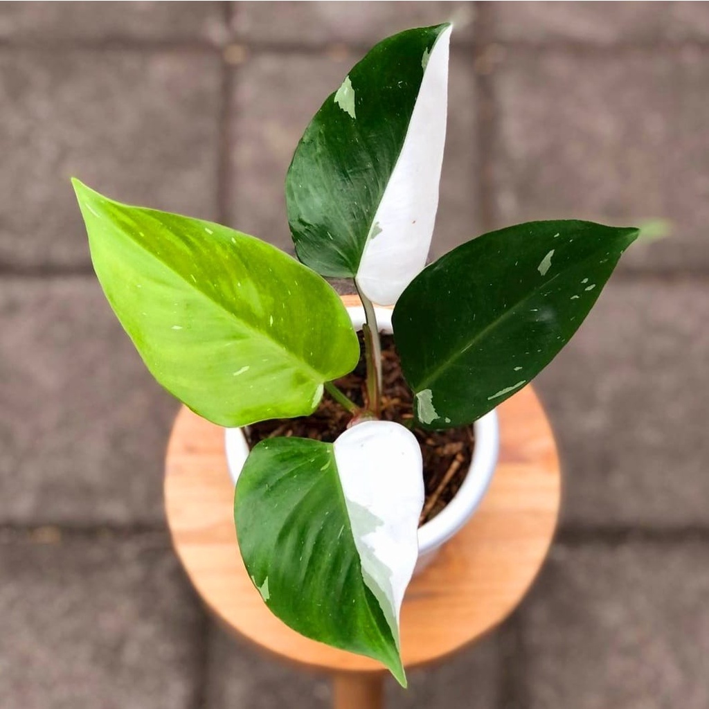 Philodendron White Princes (BISA COD) / Tanaman Hias Bunga Hidup Murah Bukan Bonggol Philodendron Pi