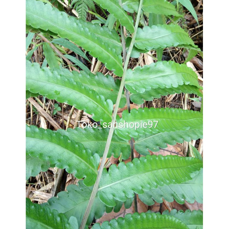 

Daun pakis segar 500gr