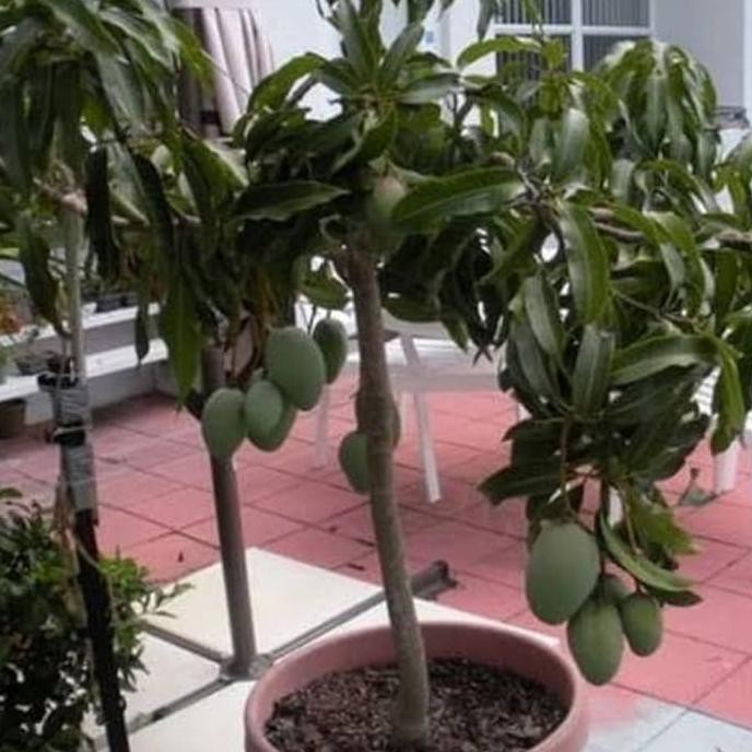 Anyar Bibit Mangga Tanaman Buah Dalam Pot Tabulampot 2 Bibit T3nar Shopee Indonesia