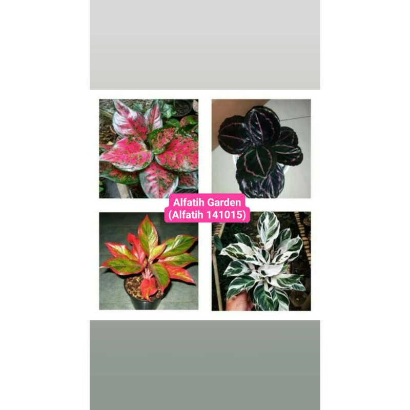 PROMO//Paket 2 jenis aglonema dan paket 2 jenis calathea-Tanaman hias-Paket calathea-Paket aglonema
