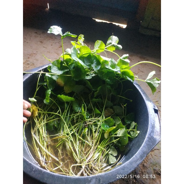 

DAUN PEGAGAN/ANTANAN