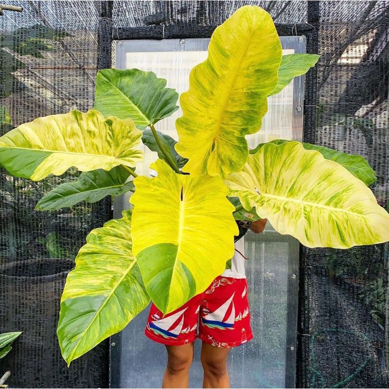 philodendron Jungle fever Varigata