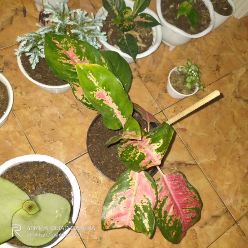 red kochin + anakan kochin tembaga