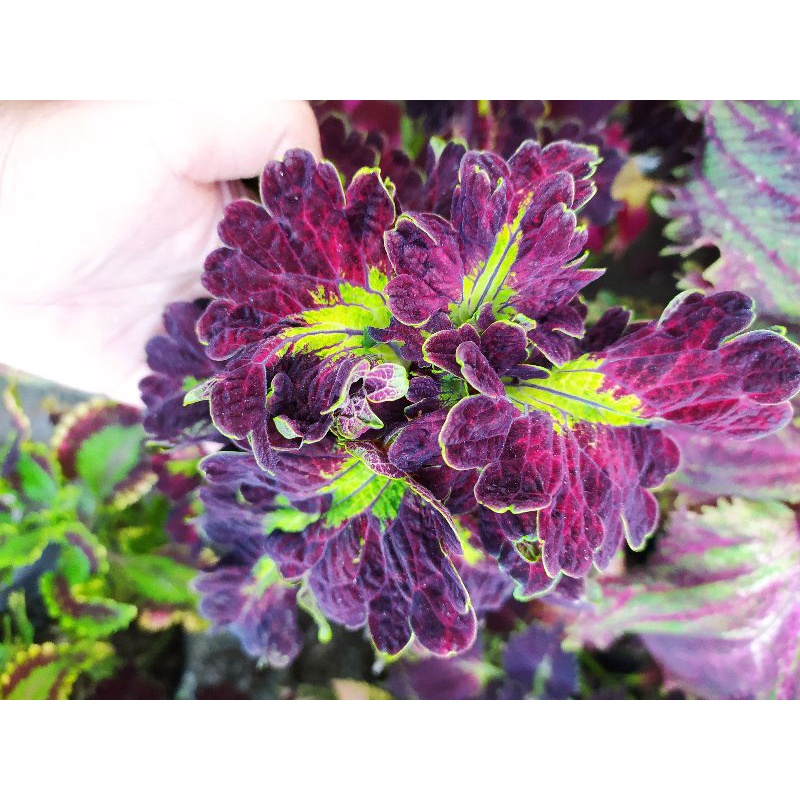 Miana premium id. Ratu