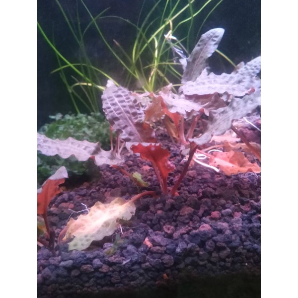 cryptocorine plorida sunset tanaman aquascape