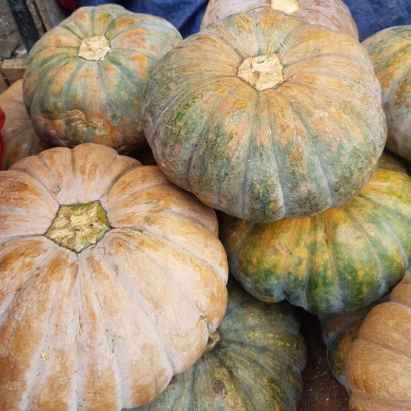 LABU PARANG / LABU KUNING HALLOWEEN UTUH