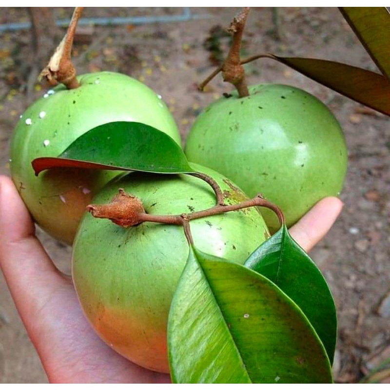 Buah KENITU/ maneccu/sawo hijau/sawo ijo/apel susu( 1 KG)