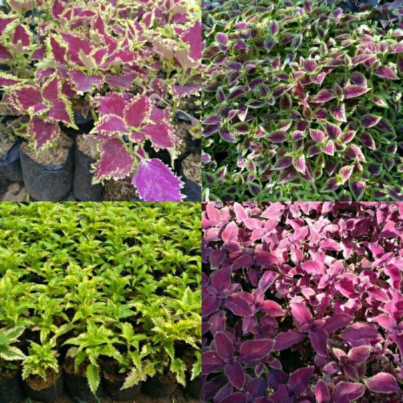 Paket 4 Jenis Kombinasi Pohon Miayana Tanaman Hias Murah Tanaman Hidup-,Bunga Hidup Murah Bunga Hias