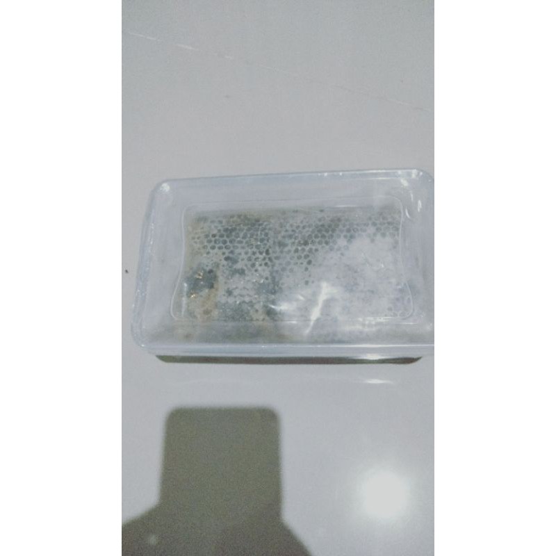 

madu sarang