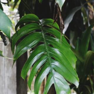  Monstera  Epipremnum Pinnatum Philodendron Ekor  Naga  