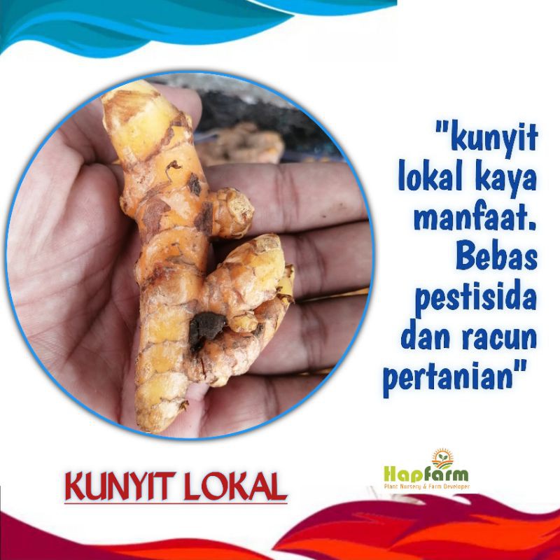 

KUNYIT KUNIR LOKAL ORGANIK SEHAT NON PESTISIDA