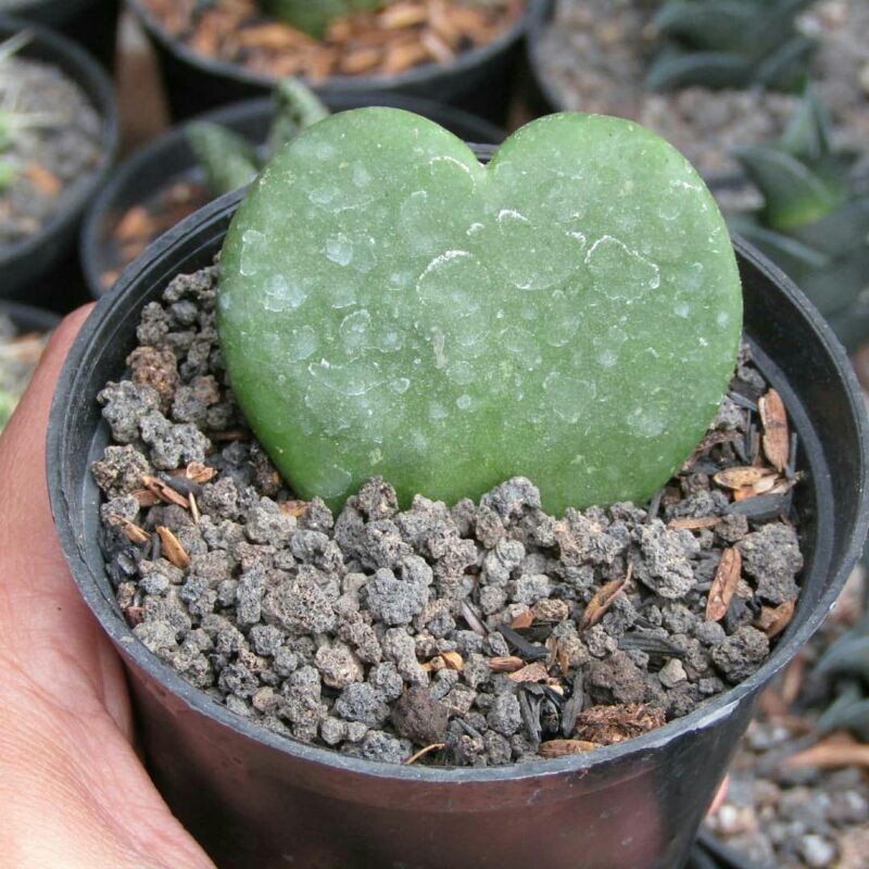 Hoya Kerrii – Sukulen Tanaman Hidup Akar Sehat Siap Tanam