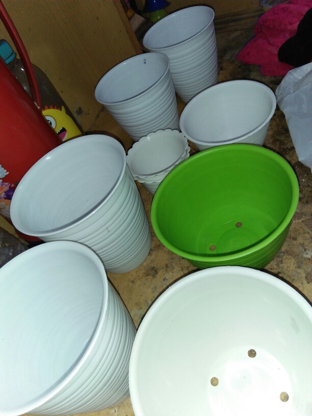 Pot Pirus Gucci Jet 101 Diameter 10 Cm