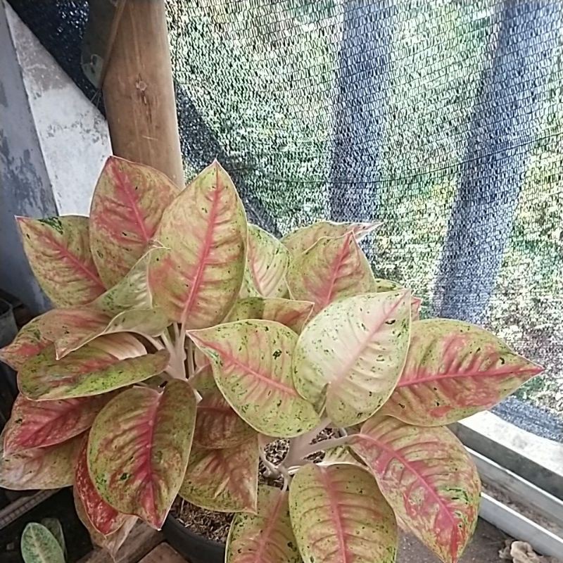 Aglonema Mahasety
