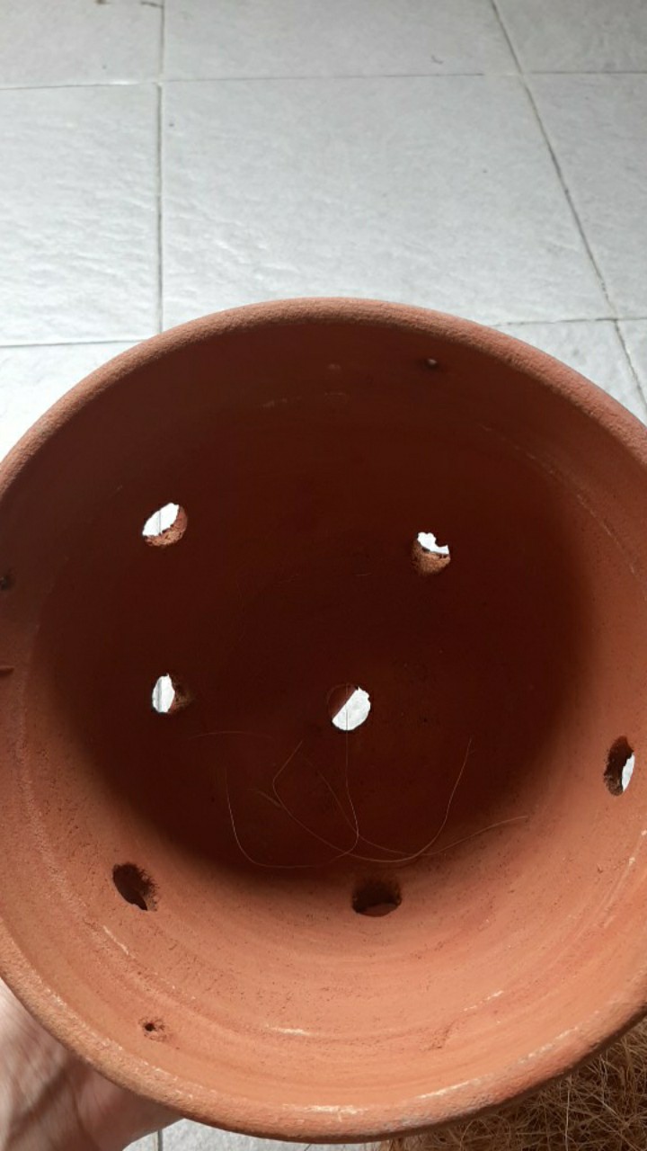 Pot Bunga Tanah Liat Pot Anggrek Bk