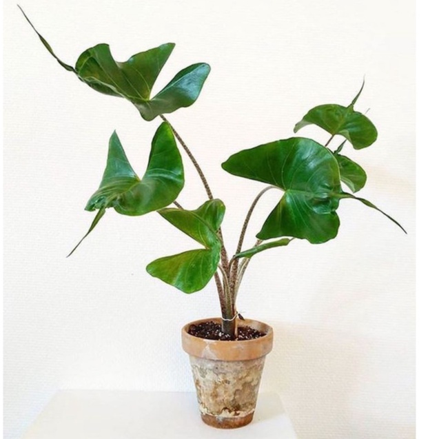tanaman hias alocasia string ray / Stringray / stingray