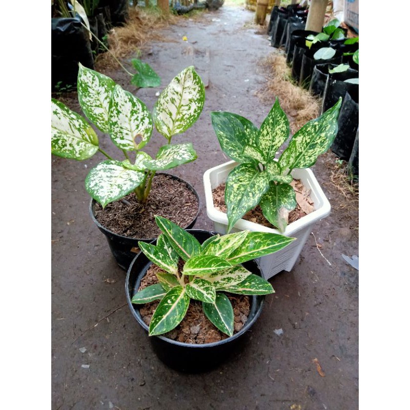 paket aglaonema