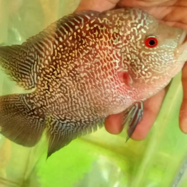 

Ikan Louhan