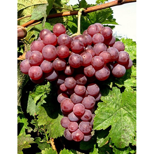 Bibit anggur import ninel super