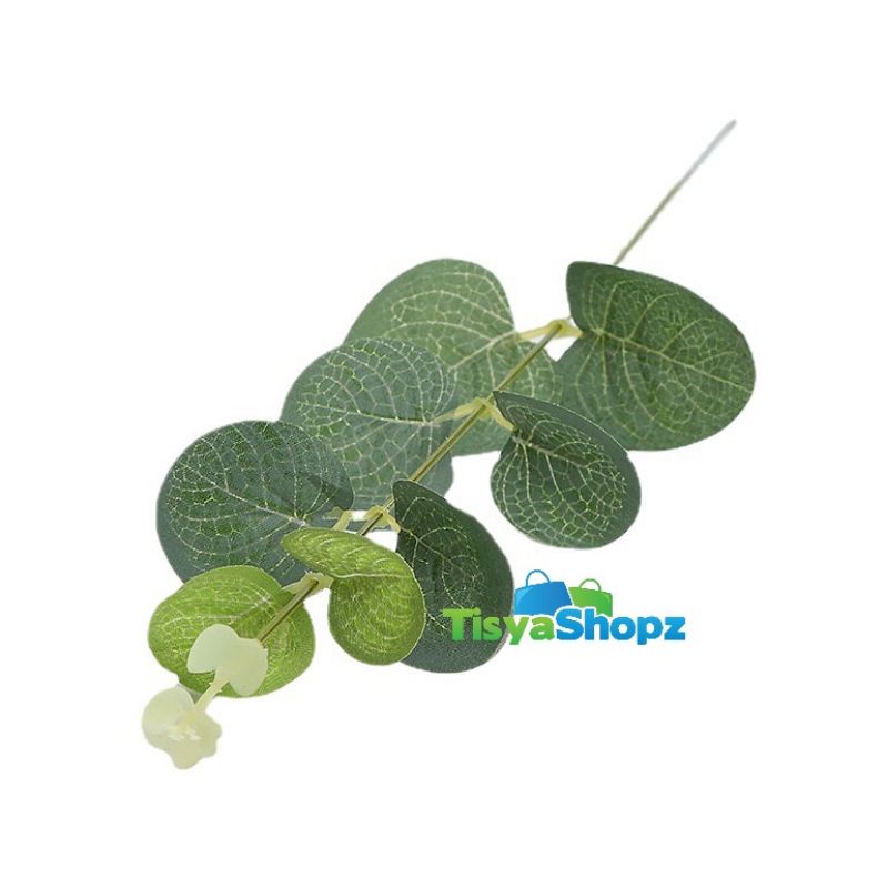 Daun Uang Single ( 1 pc )