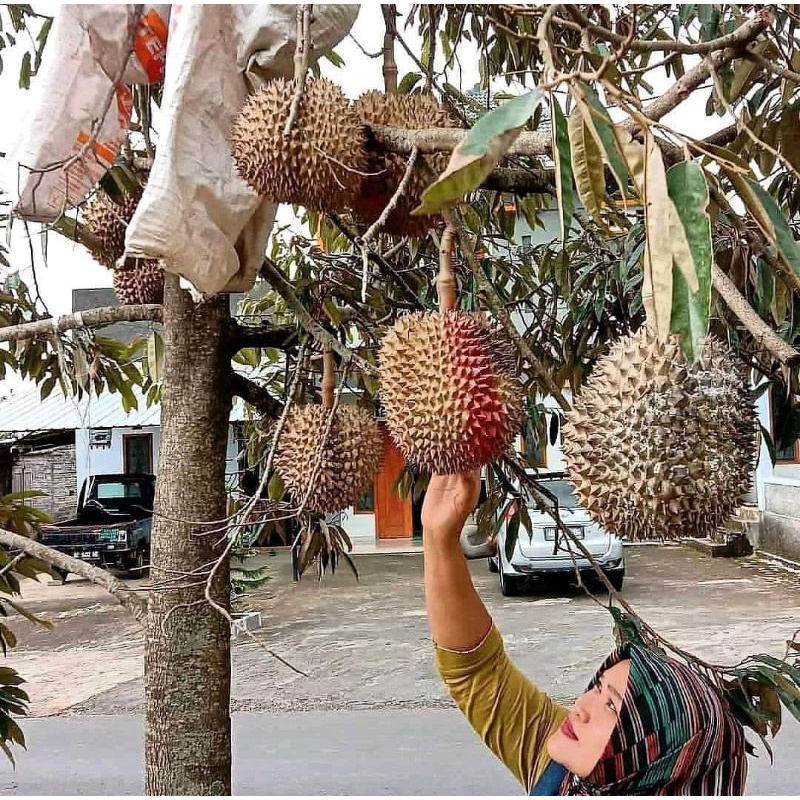benih bibit durian montong super jumbo asli