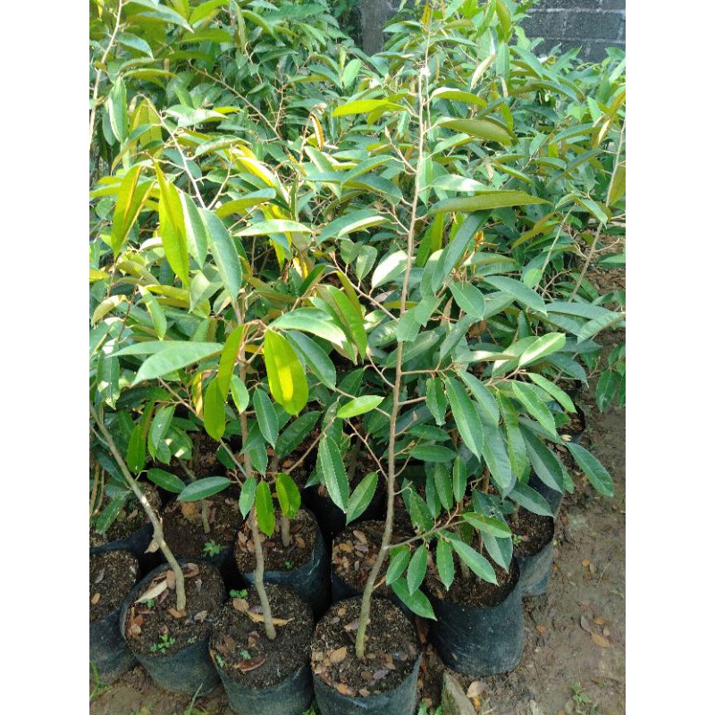 Pohon Durian Musangking Tinggi 1,2 Meter