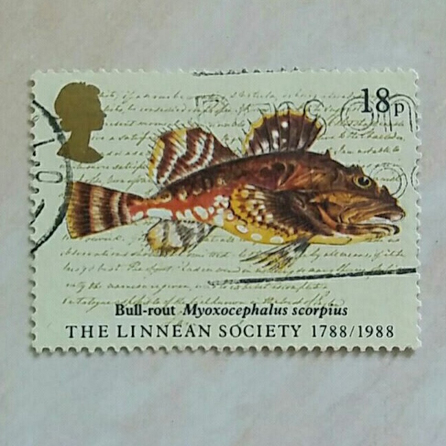

(AD) Perangko Inggris Britania Raya 1988 Linnean Society - Bull-rout (Myoxocephalus scorpius) 18p Used