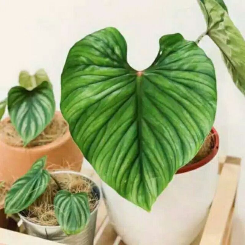 tanaman hias philodendron plowmani-philodendron plowmani-philodendrun plowmani-philo plowmani hias
