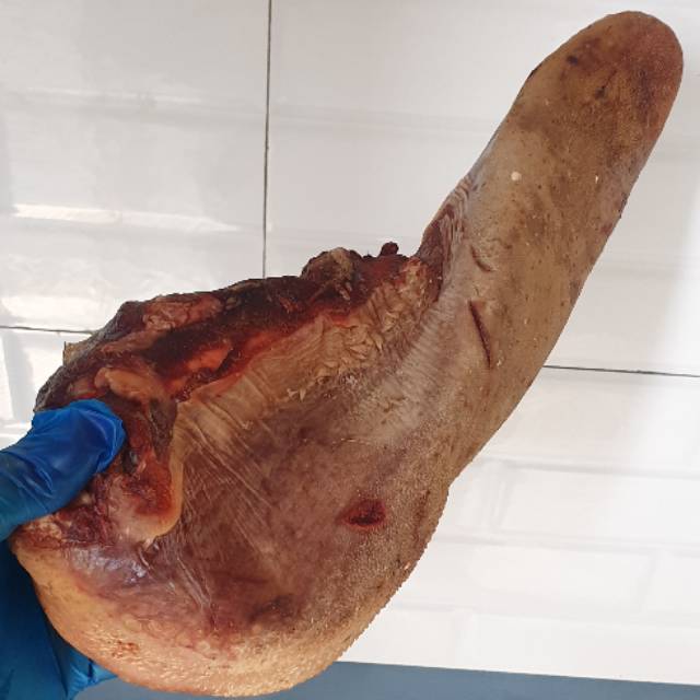

lidah sapi best seller / lidah sapi super tanpa krongkongan / gyutandon 1kg
