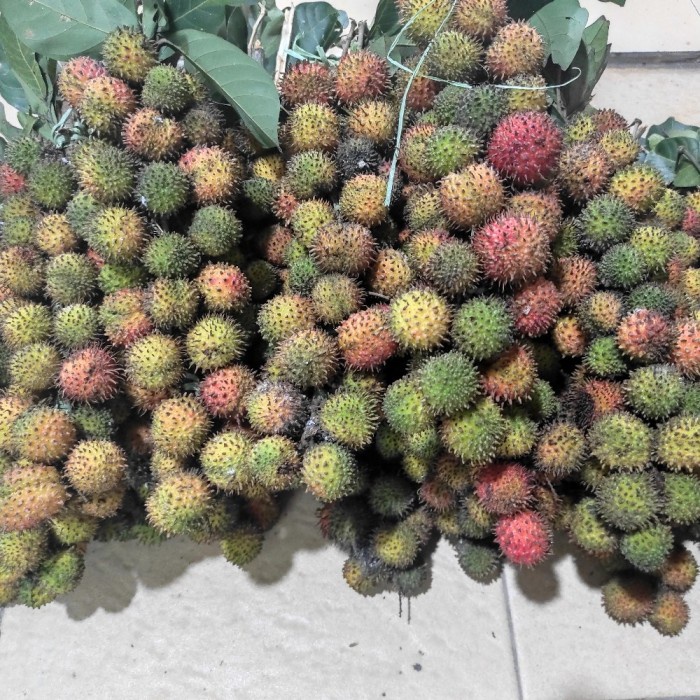 bibit tanaman rambutan rapiah