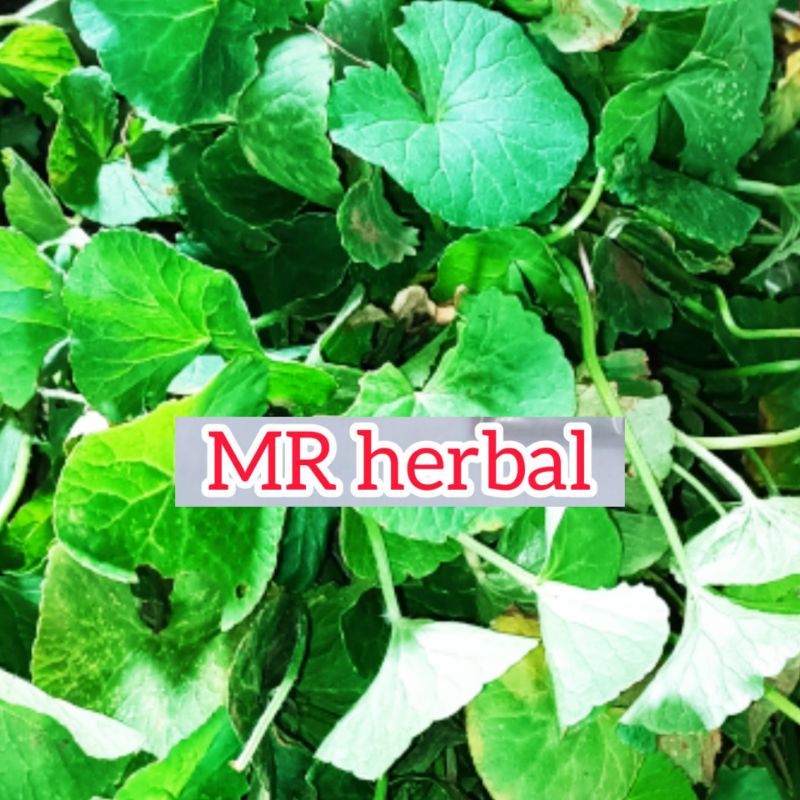 

Daun pegagan segar antanan segar fres