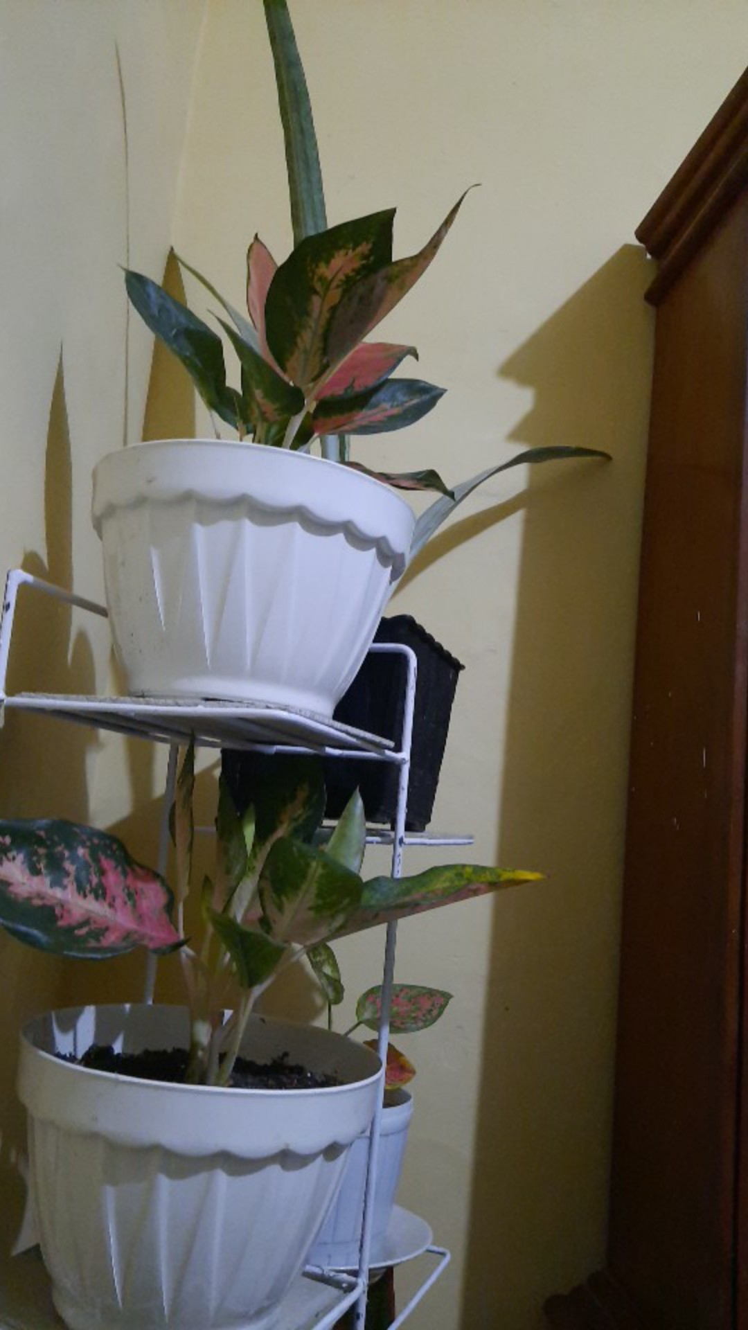 Bibit Aglonema Butterfly