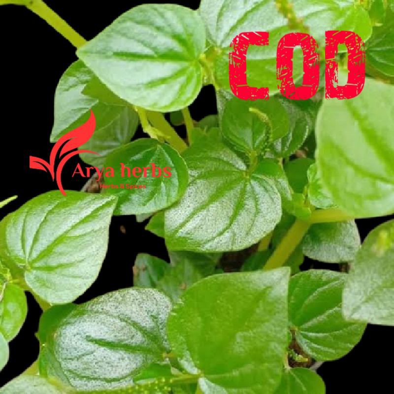 

Sirih Cina Peperomia Pellucida 200 gram. petik langsung kirim