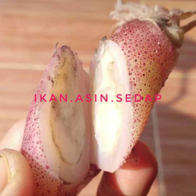 

Cumi Asin Telor Rebus ±2-4 Cm 250gr