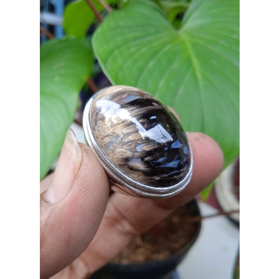 Batu fosil liwung/aren