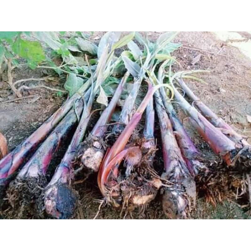 Bibit Pohon Pisang - Dongkelan bibit Pisang