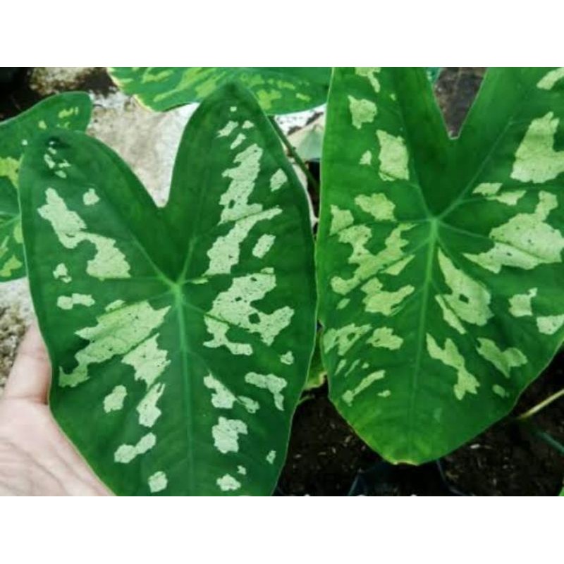 Toko Grosir Keladi Army Murah WGJpeN8tOYXR8N