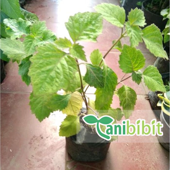 Bibit Pohon Nilam - Tanaman Nilam - Daun Nilam - Herbal