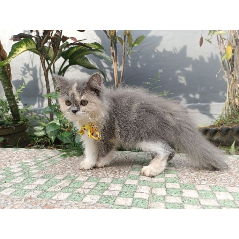 Adopsi kucing Persia Betina, usia 5 bln, sudah divaksin 1 kali.