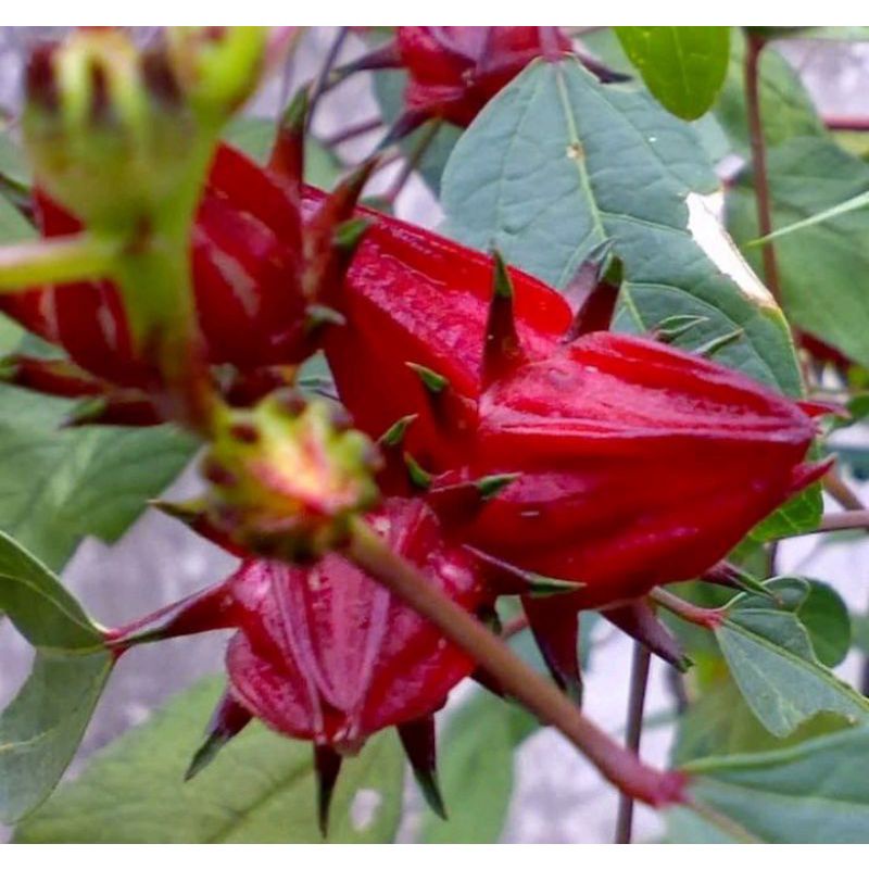 

Bunga Rosela segar 100gr herbal alami