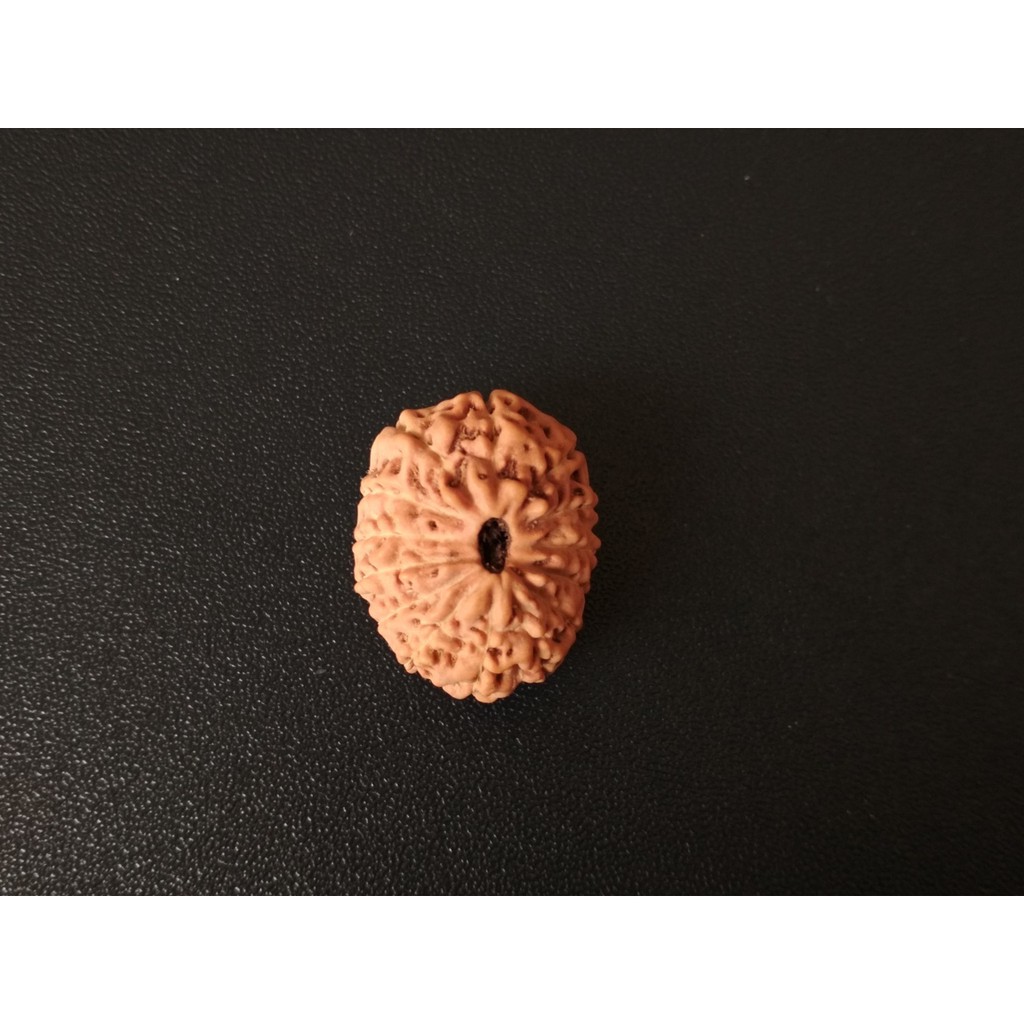 Rudraksha Mukhi 14 D21.4x17 Jenitri Genitri Gareng14.7