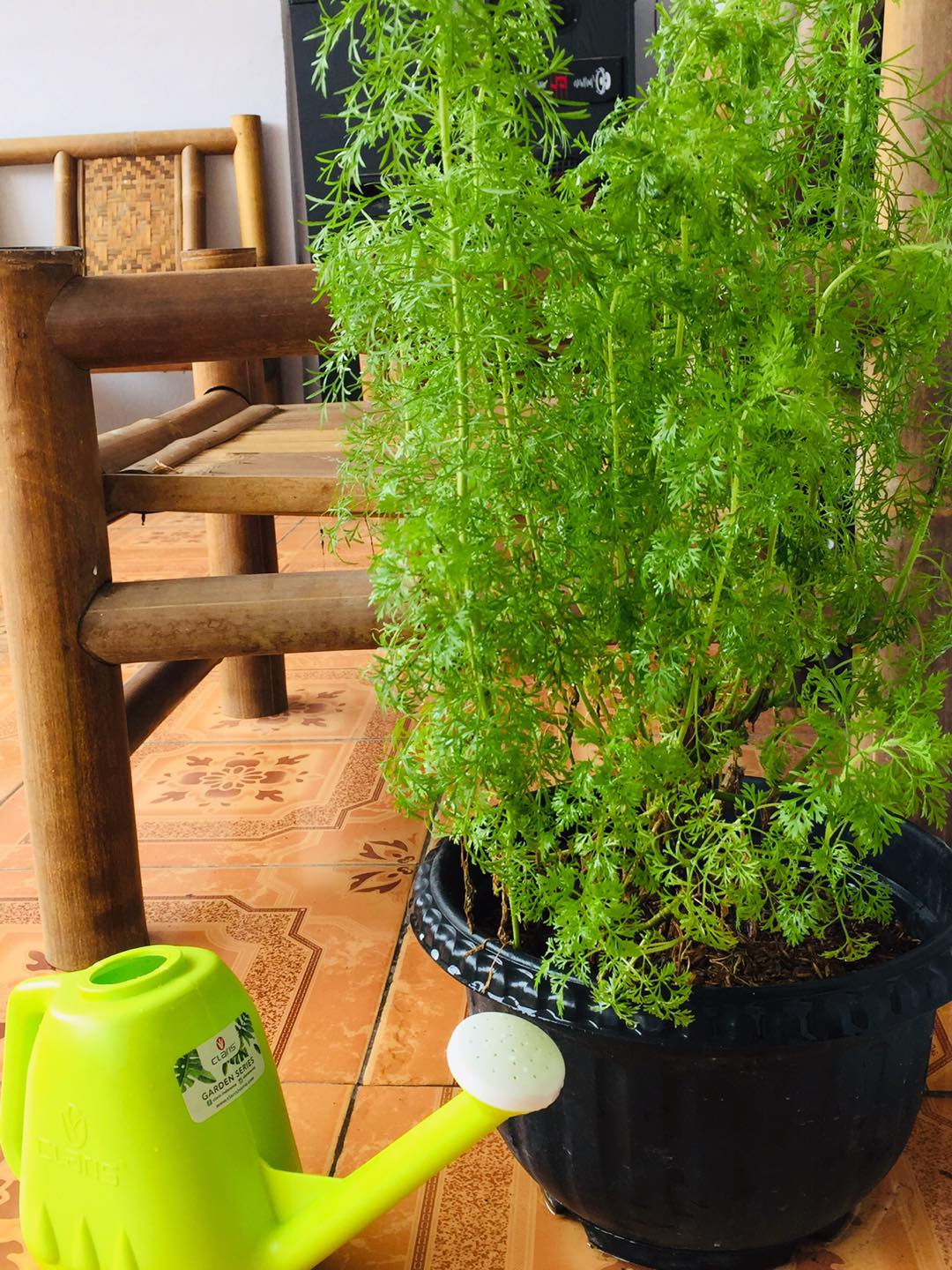 Tanaman Hias Pucuk Merah