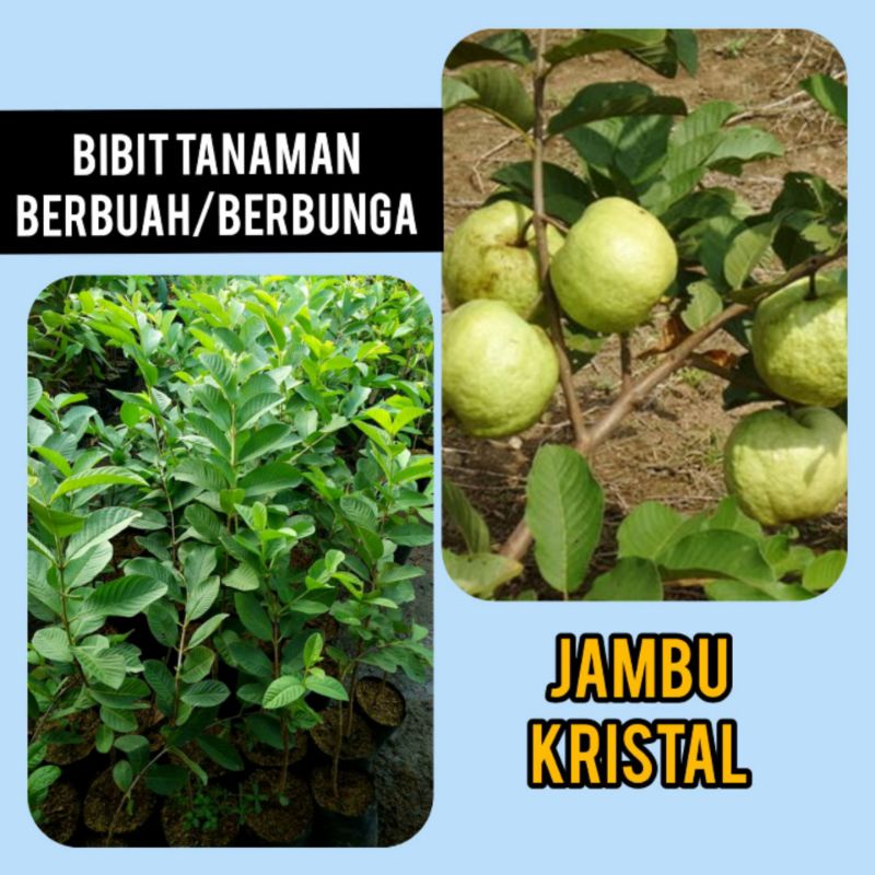 Pohon Jambu Kristal Sedang Berbuah / Berbunga  Hasil Cangkok / Tanaman Jambu Kristal Tanpa Biji